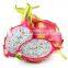 HOT SELLING TROPICAL FRUIT FRESH DRAGON/PITAYA FRUIT FROM VIET NAM