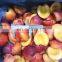 IQF Frozen Plum Peach Halve Freezing Nectarine
