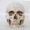 White New Resin Skulls Resin Model Medical Realistic lifesize