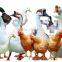 XD-50 Automatic poultry plucker /chicken/duck/goose defeather machine