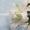 Wide varieties factory direct sell fresh cut flower lilies