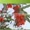 Ningxia bulk goji berries wholesaler