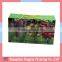 Custom Printed Apple Fruit Corrugated Packaging Shipping Boxes