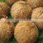Adult brown coconuts