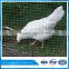 ISO9001 Chicken & Duck run welded mesh for Chicken Enclosure