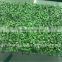 Boxwood artificial natural grass for restaurant wall and roofing decoration