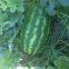 Middle maturity good disease resistance hybrid f1 watermelon seeds for planting