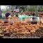 550 gm to 1000gm coconuts supplier from pollachi