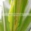 Biological control PrGV + Bt technical to kill Pieris rapae