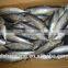 Small size 200 - 300 g / pcs frozen bonito