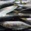 Slender mackerel China Exporter with size 80 pcs / 10 kg ctn