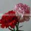 Cheap wholesale fresh cut flowers carnation