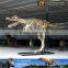 MY Dino-O11 Museum replica life size dinosaur skeleton for sale