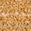 14 % Protein Milling Wheat