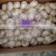 Supply Fresh Garlic with High Quality in Low Price