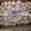 Supply Fresh Garlic with High Quality in Low Price