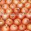 Shandong/Gansu High Quality Red/Yellow Onion