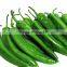 middle early maturity non-edible seeds green Chinese vegetable seeds