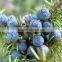Juniper Berry Oil Manufacturer.