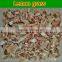 Lemon Grass with High Quality
