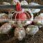 broiler breeders poultry chain feeder