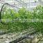 Truss shape trellising hot dipped galvaniazed cultivating shelf used in greenhouse