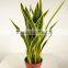 Guangzhou shengjie Artificial bonsai agave plant indoor decoration