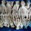 Frozen squid head much stock in factory price in China