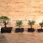 Portulacaria afra ( Jade plant) bonsai ball shape