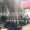 Ginkgo biloba ( deciduous tree) for cold climate landscaping Wholesale export