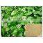 100% Natural Centella Asiatica Extract