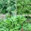 pure mugwort oil /Artemisia argyi essential oil with lowest price
