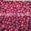 Sinocharm BRC A Approved IQF Cranberry Whole Fruit Frozen Cranberry
