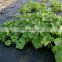 Black color weed mat woven greenhouse ground cover