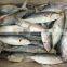 frozen indian mackerel importers