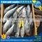 Frozen pacific mackerel(scomber japonicus) with all size