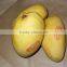 Fresh Mango from Pakistan with Approved EU Quality Standards