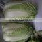 Fresh Chinese cabbage