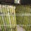 colored bamboo fence