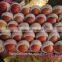 high red colour qinguan apple