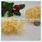 Chinese White Jelly Fungus