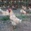 Anping Factory PVC Coated /Galvanized Holland Wire Mesh/Wave Welded Mesh