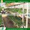 Custom fashion greenhouse growing plants hydroponics equipment