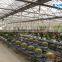 Multi-span mushroom tunnel greenhouse