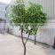 decoration artificial potted fruit tree bonsai manufacture LGH15-06