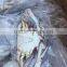 Frozen blue swimming Crab