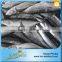 Carton or Woven Bag Packed 18 Months Shelf Life 300-500g Bonito