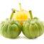 India best quality GARCINIA CAMBOGIA EXTRACT