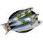 factory sale mackerel bait frozen chub mackerel frozen pacific mackerel fish