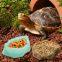 Shrimp, Fish Food, Tropical Feed